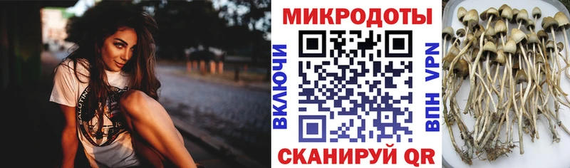 Купить где  Дедовск  Псилоцибиновые грибы Magic Shrooms 